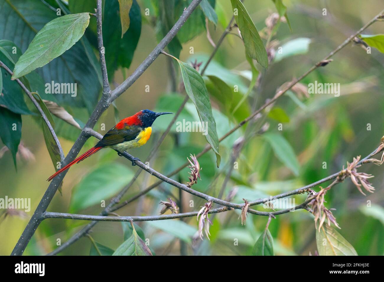 Sunbird con coda di fuoco o Aethopyga ignicauda nel Bengala occidentale dell'Himalaya orientale India Foto Stock