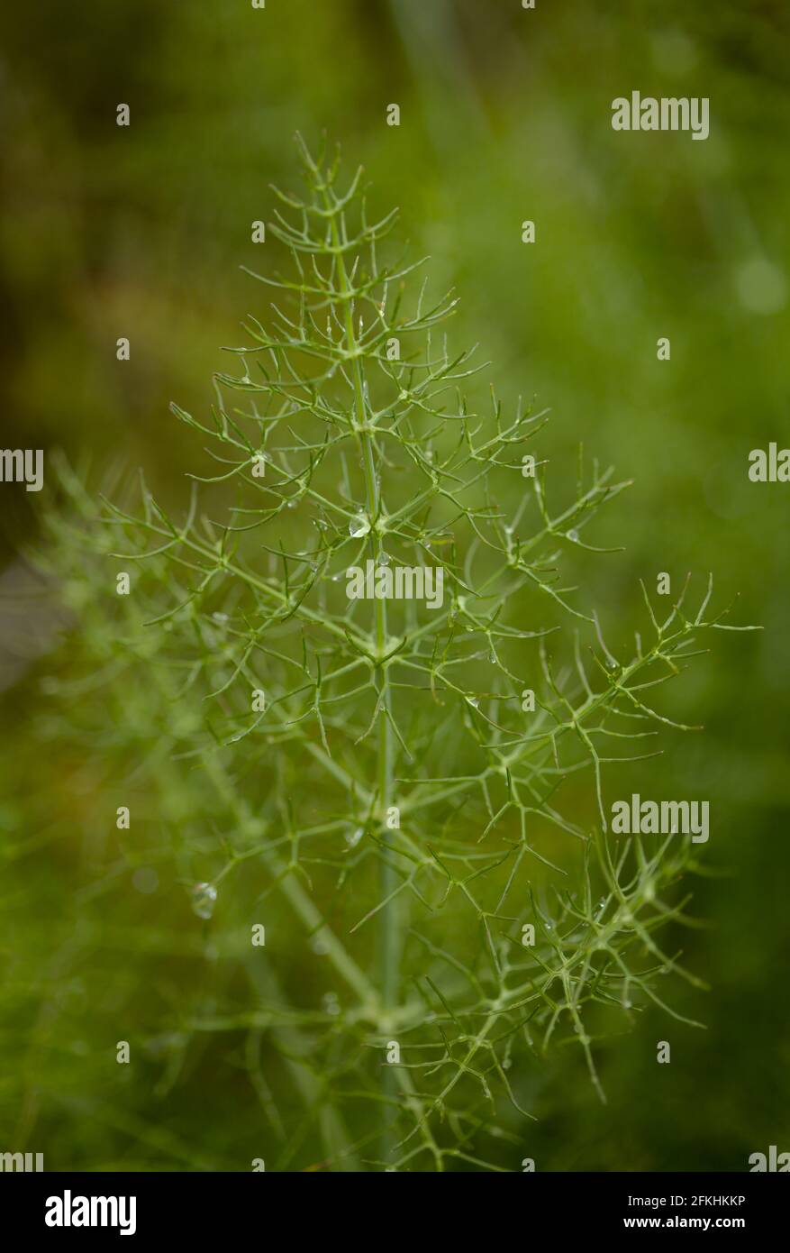 Flora di Gran Canaria - Finula linkii fioritura, finocchio canarino gigante endemico alle isole Canarie Foto Stock