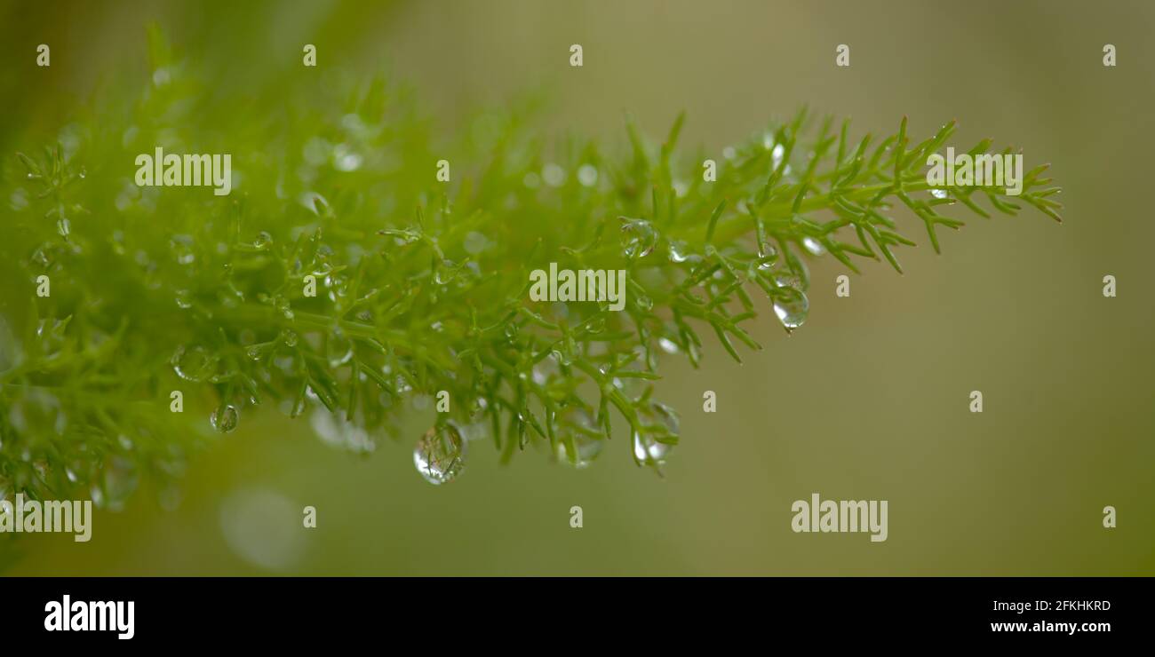 Flora di Gran Canaria - Finula linkii fioritura, finocchio canarino gigante endemico alle isole Canarie Foto Stock