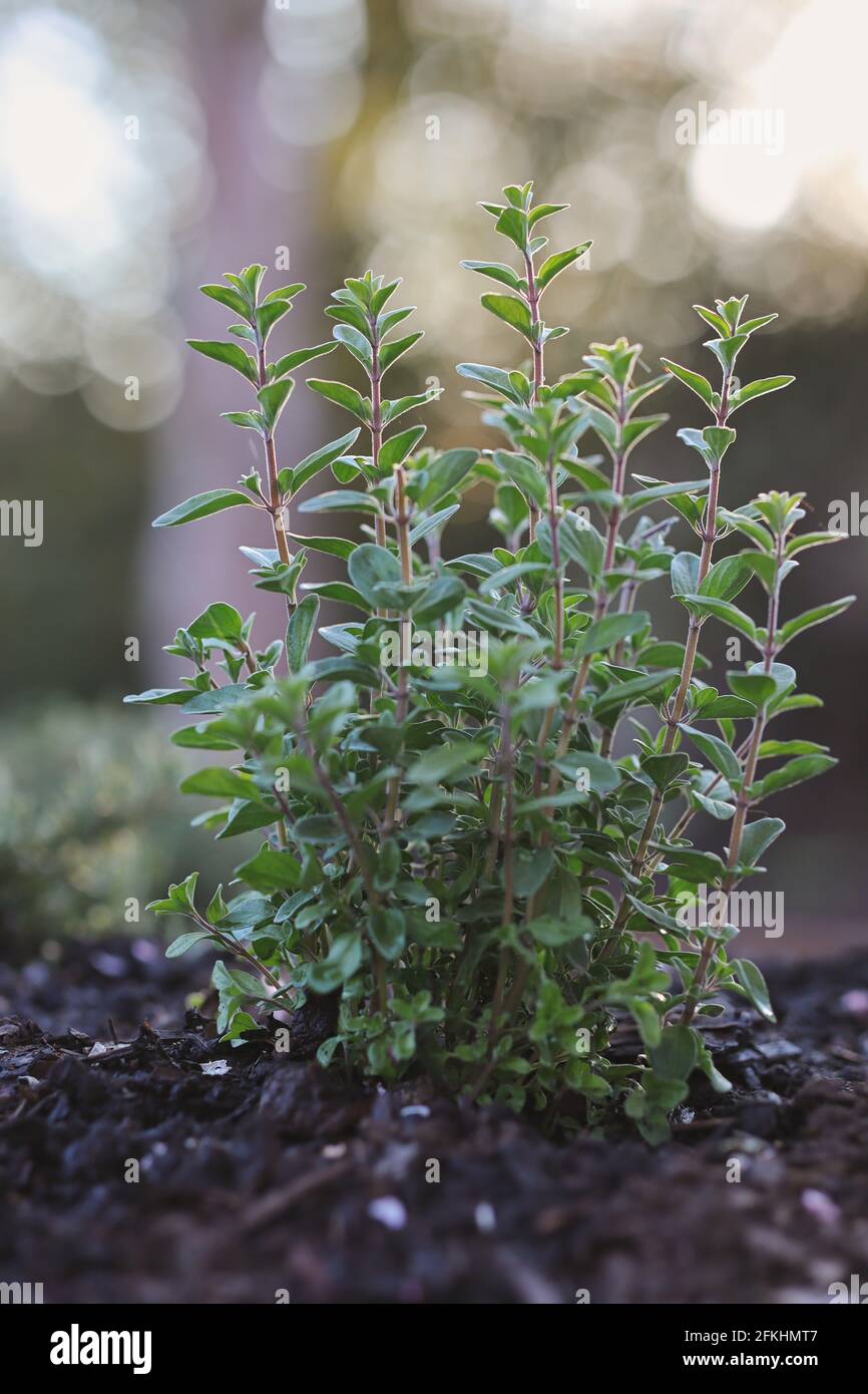 Coltivare Marjoram pianta nel giardino con Bokeh sfondo. Origanum Majorana è un'erba perenne sensibile al freddo. Foto Stock