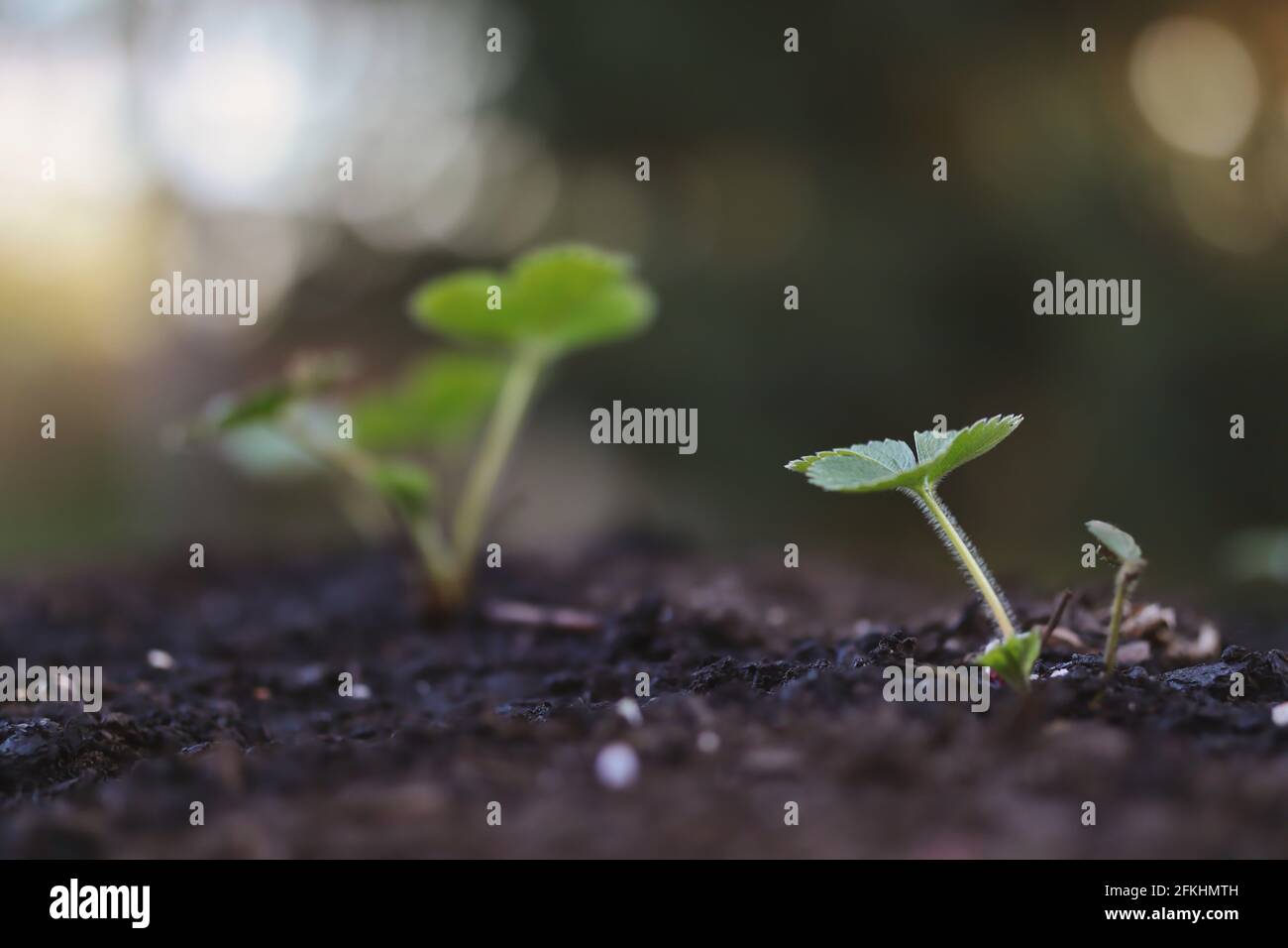 Giovane foglia verde di fragola che cresce in terreno fertile. Fragaria x Ananassa nel giardino. Sostenibilità, crescita, vita. Foto Stock