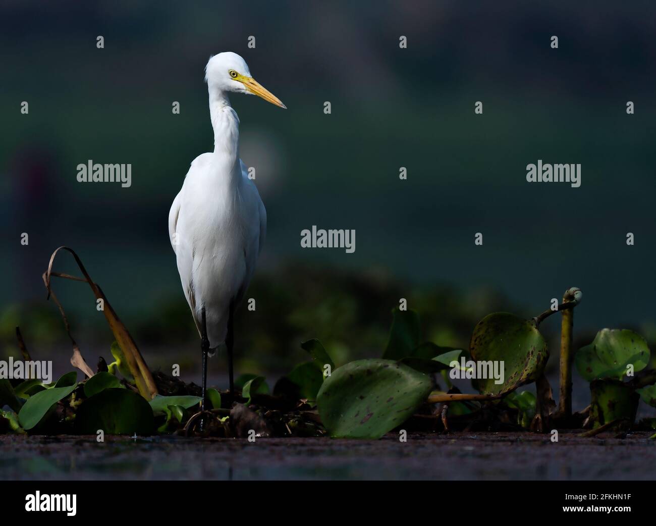 Egret in sfondo scuro. Fotografia di buona qualità per carta da parati o riviste da tavolo. Foto Stock