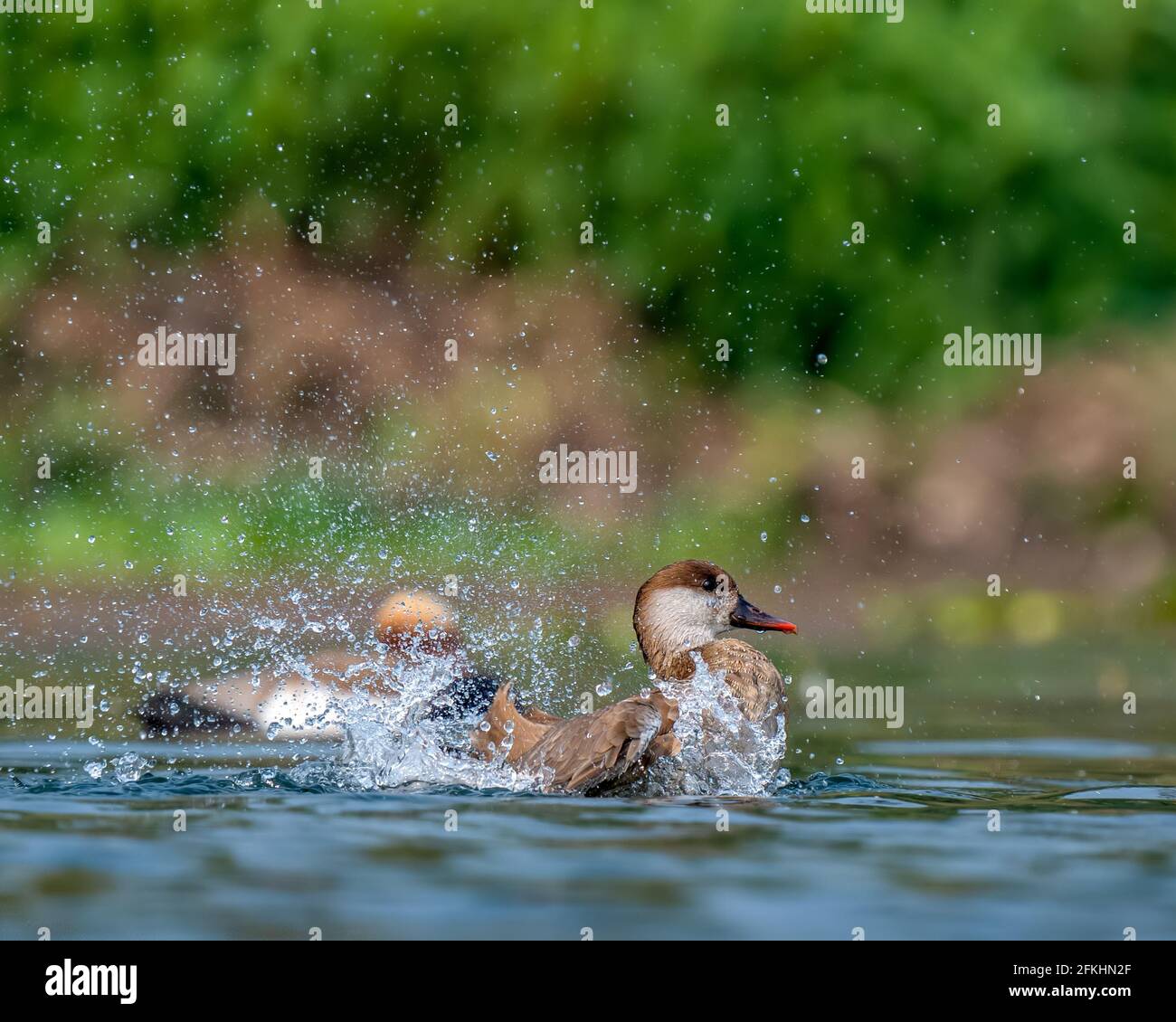 Spruzzi d'acqua da un pochard rosso crested femminile Foto Stock Spruzzi d'acqua da un pochard rosso crested femminile Foto Stock