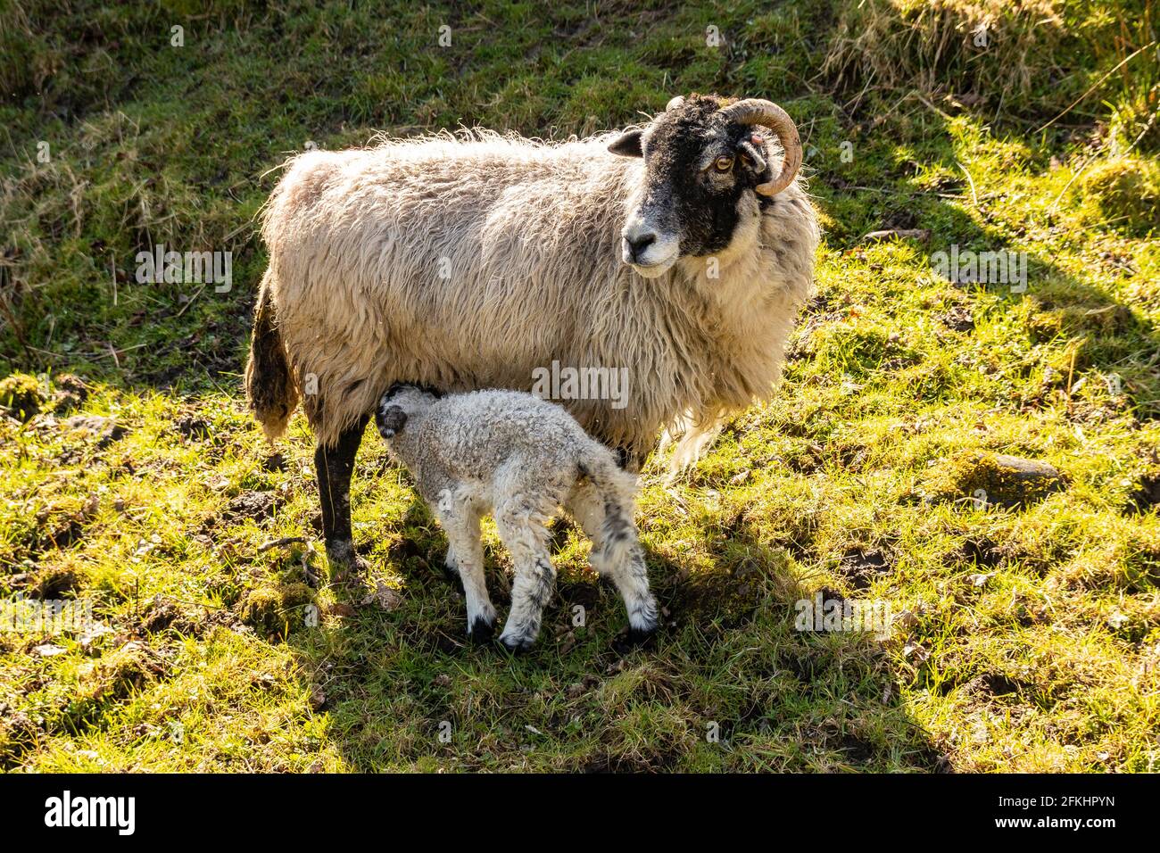 Pecore Swaledale e agnelli nati di recente in un campo in Northumberland in primavera Foto Stock