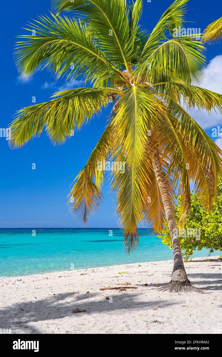 Spiaggia dei Caraibi, isola di Saona, Repubblica Dominicana Foto Stock