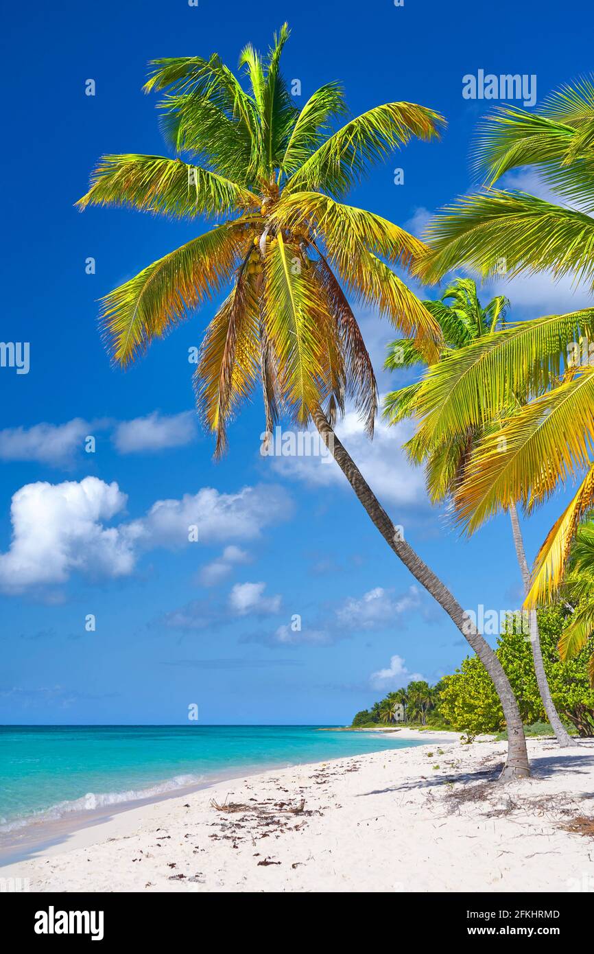 Spiaggia dei Caraibi, isola di Saona, Repubblica Dominicana Foto Stock