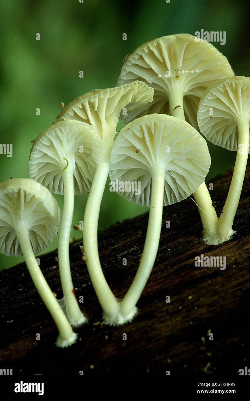 Vista a fungo in legno del tappo ventrale Foto Stock