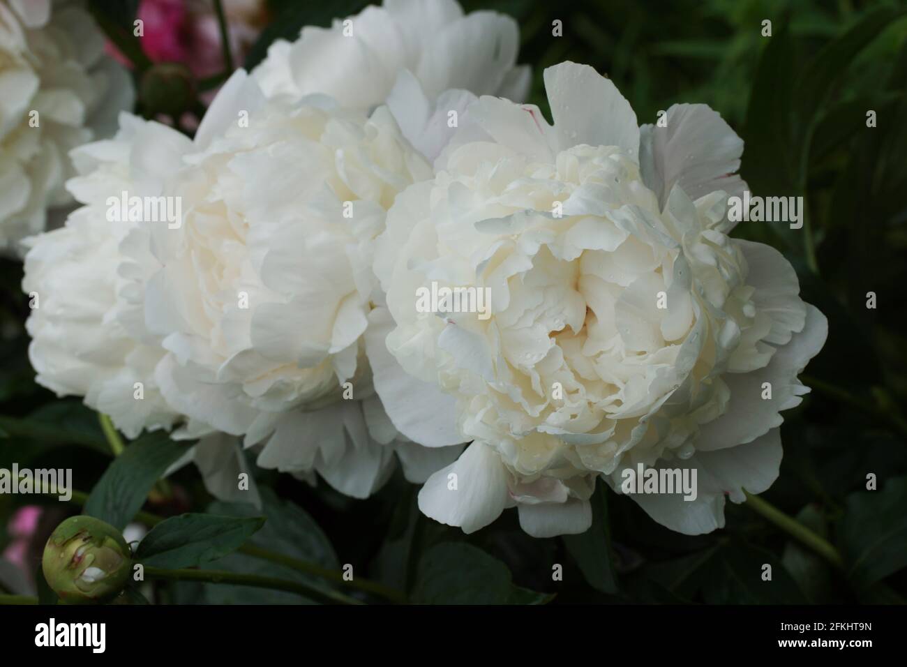 Peonia Corinne Wersan. Doppia bianca peonia fiore. Paeonia lactiflora (Cinese peonia o giardino comune peonia). Foto Stock