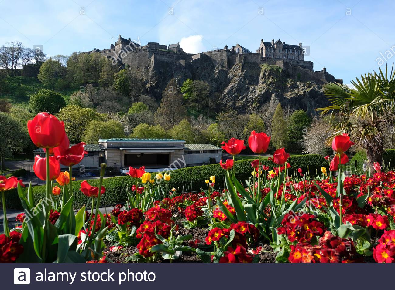 Edimburgo, Scozia, Regno Unito. 2 maggio 2021. Tulipani primaverili che fioriscono al sole della mattina presto in West Princes Street Gardens. Vista sul Castello di Edimburgo. Credit: Craig Brown/Alamy Live News Foto Stock