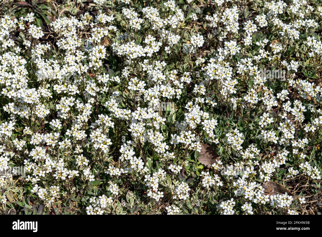 Arabis alpina subsp caucasica 'variegata' una pianta di fioritura primaverile con ya fiore bianco primaverile comunemente conosciuto come roccia variegata Cress, il phot di riserva Foto Stock