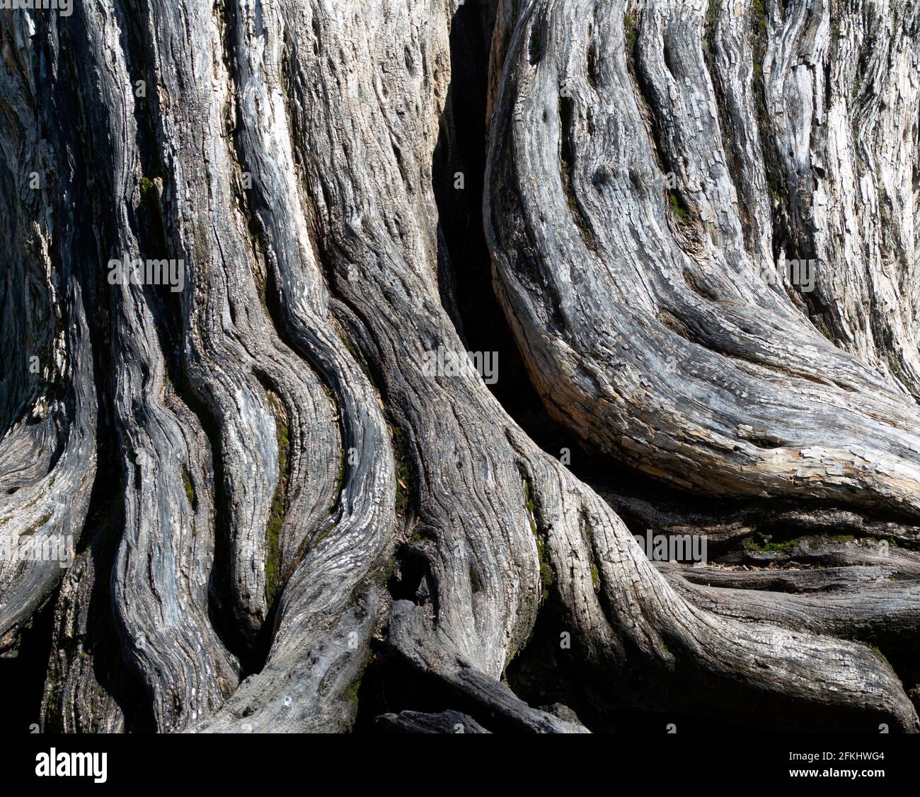 Il legno stagionato di un tronco di albero mostra la bellezza di invecchiamento corteccia legno esterno libero ombreggiato dagli elementi e dal tempo. Foto Stock