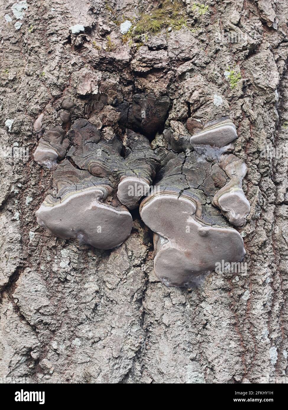 Phellinus tremulae, comunemente noto staffa di aspen, fungo di polipo selvatico dalla Finlandia Foto Stock