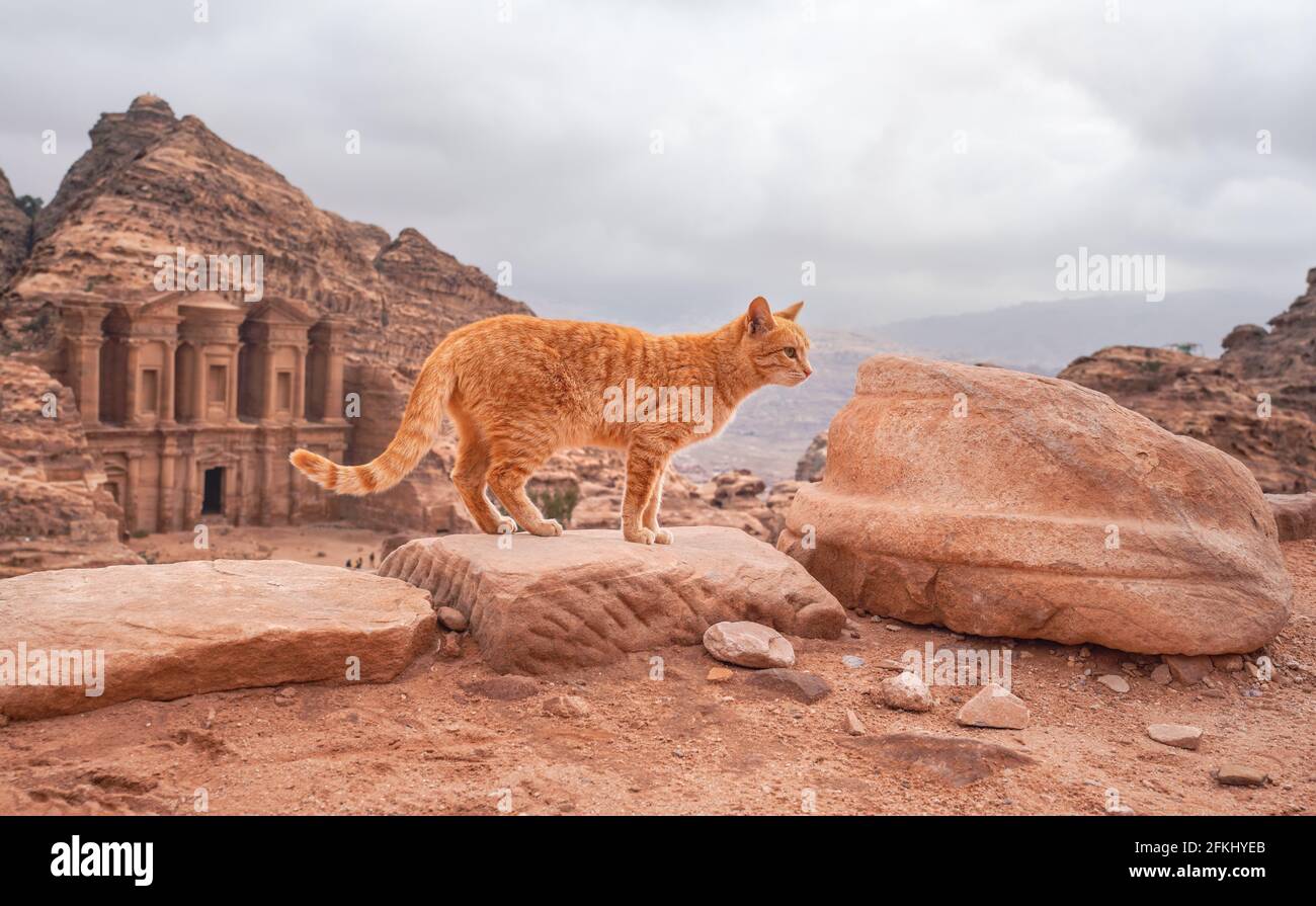 Piccolo gatto arancione che cammina su rocce rosse, paesaggio montuoso in Petra Giordania, con lo sfondo della costruzione del monastero Foto Stock