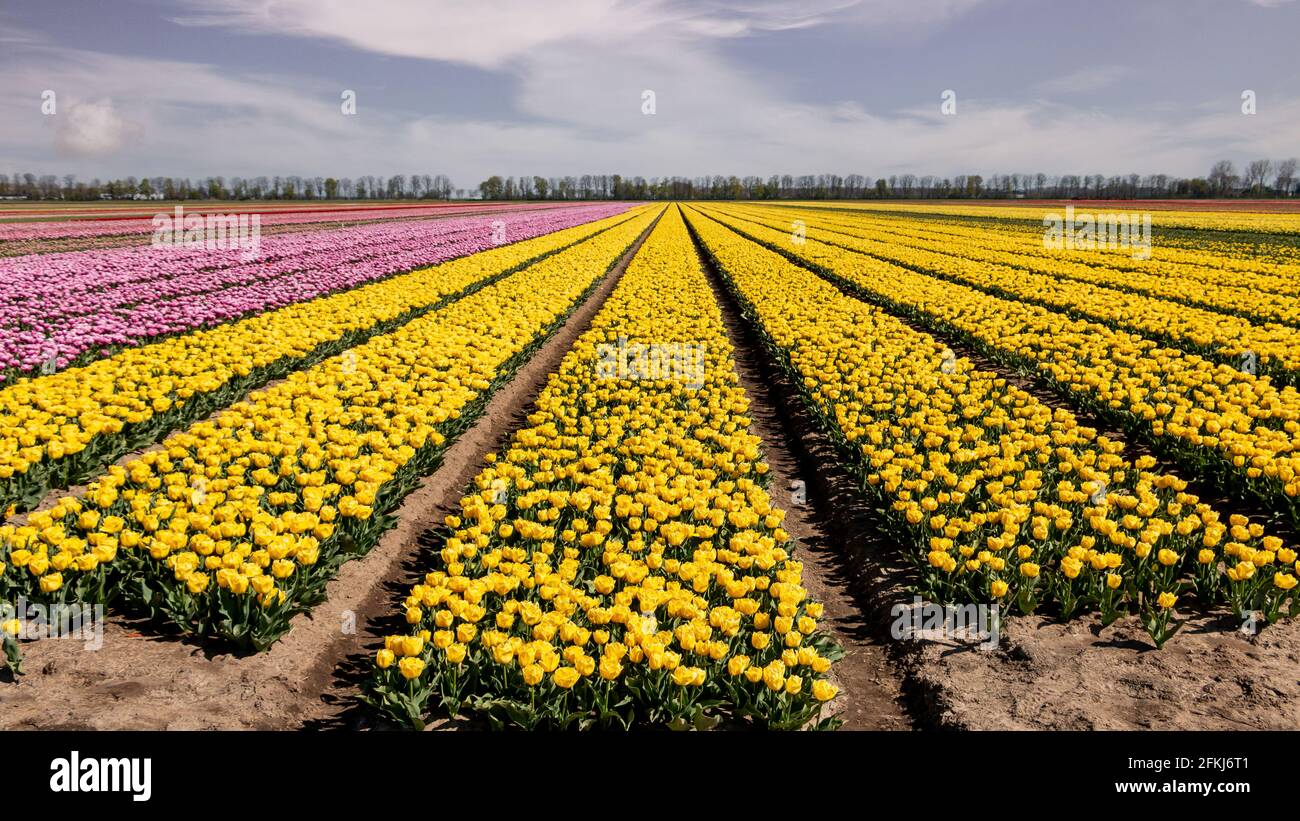 Campo di tulipani in primavera, conosciuto in tutto il mondo per i bei colori della terra, provincia di Flevoland, Paesi Bassi Foto Stock