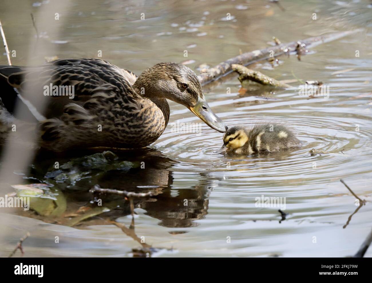 Madre bacio baby mallard anatra in natura, anatroccoli. Amore della madre Foto Stock