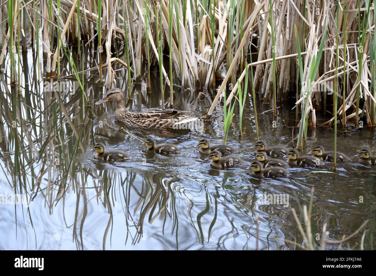 Madre e Mallard Ducklings in natura, anatre bambino Foto Stock
