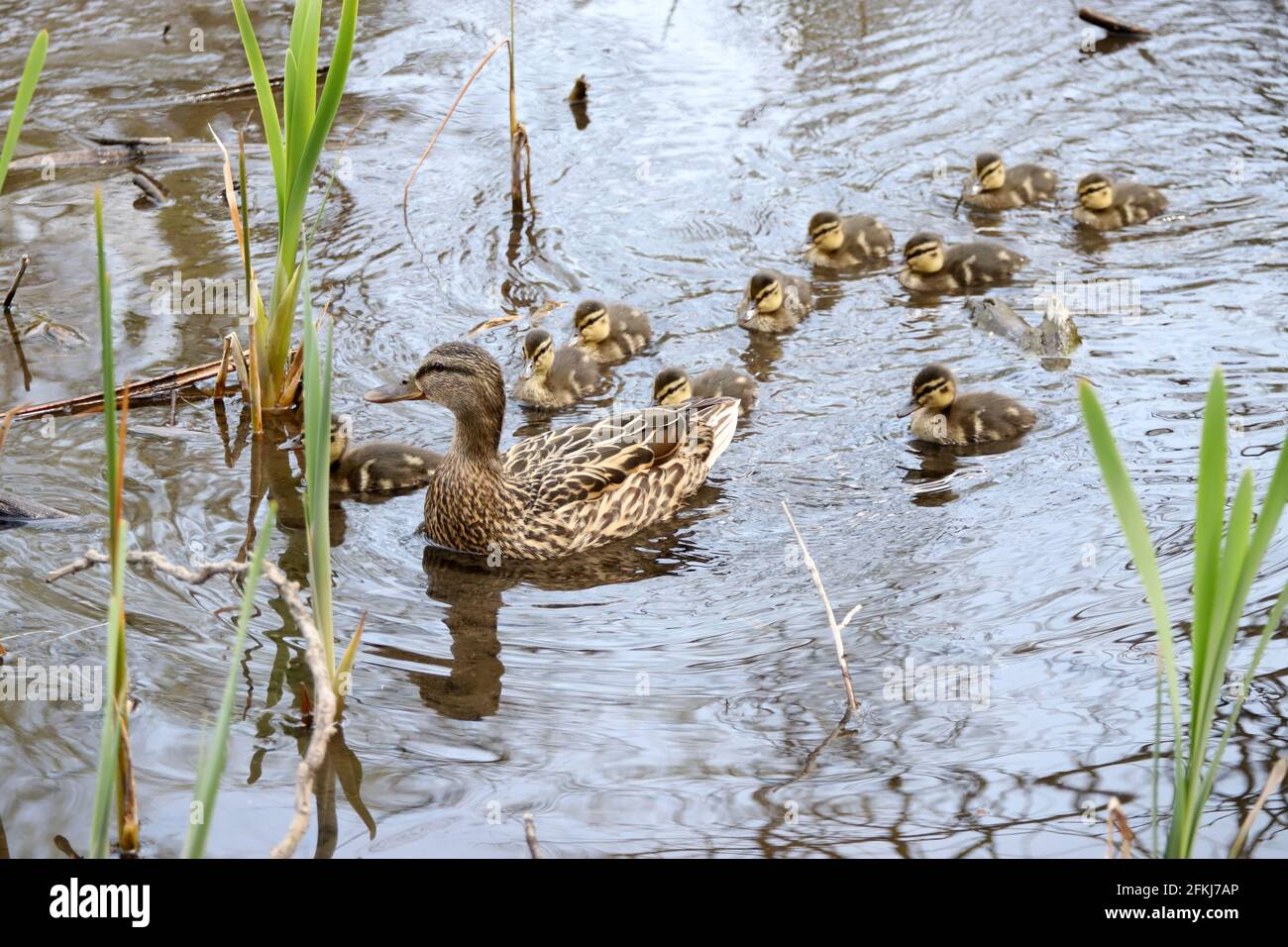 Madre e Mallard Ducklings in natura, anatre bambino Foto Stock