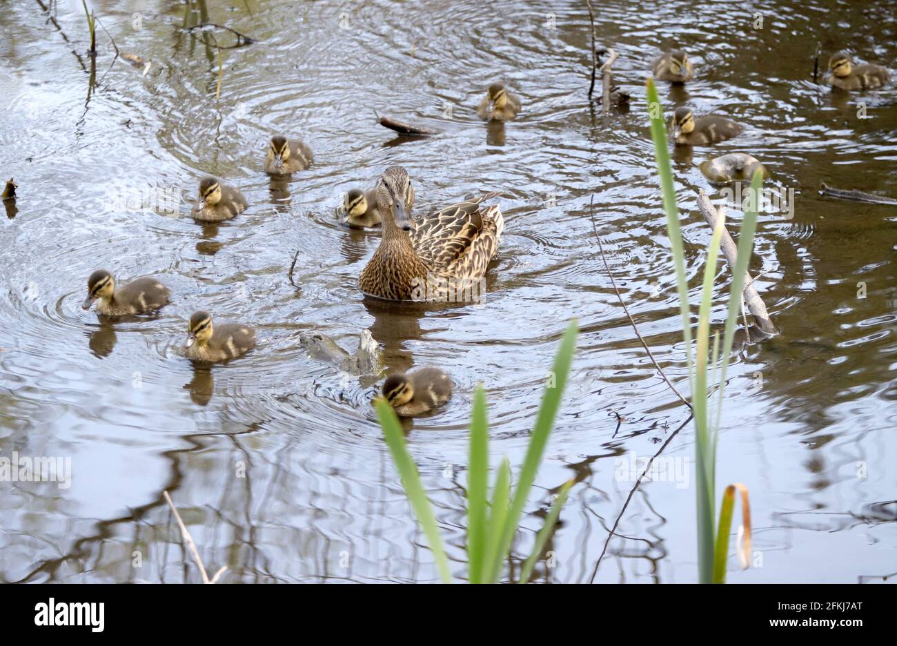 Madre e Mallard Ducklings in natura, anatre bambino Foto Stock