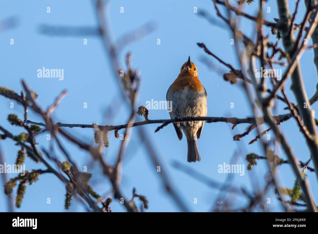 2 maggio 2021. La Giornata Internazionale del Coro dell'Alba si tiene ogni anno la prima Domenica di Maggio. La gente è incoraggiata a uscire di mattina presto per vedere e ascoltare gli uccelli cantare e per celebrare la grande sinfonia della natura. Nella foto è raffigurato un ladrone (Erithacus rubbecula) che canta nella riserva naturale di Fleet Pond nell'Hampshire, Inghilterra, Regno Unito. Foto Stock