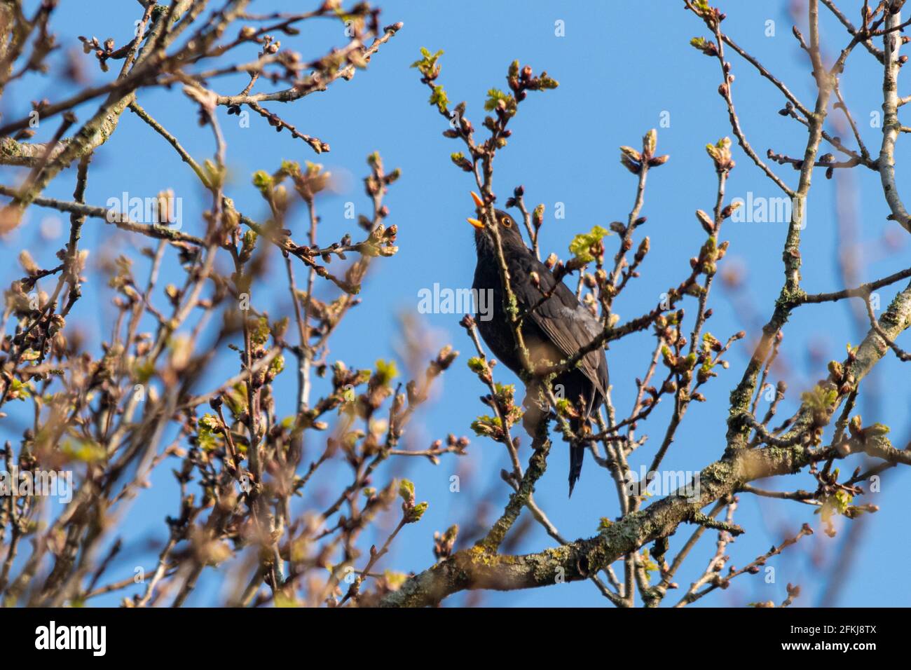 2 maggio 2021. La Giornata Internazionale del Coro dell'Alba si tiene ogni anno la prima Domenica di Maggio. La gente è incoraggiata a uscire di mattina presto per vedere e ascoltare gli uccelli cantare e per celebrare la grande sinfonia della natura. Nella foto è raffigurato un uccello nero (Turdus merula) che canta alla Riserva Naturale locale di Fleet Pond nell'Hampshire, Inghilterra, Regno Unito. Foto Stock