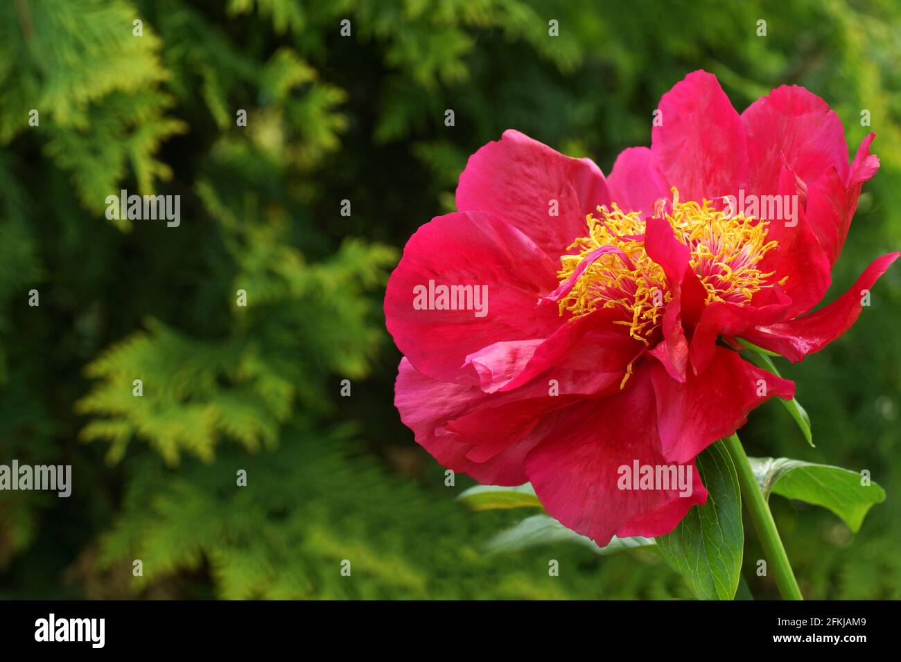 Paeonia Postilion. Rosso peonia fiore. Paeonia lactiflora (Cinese peonia o giardino comune peonia). Foto Stock