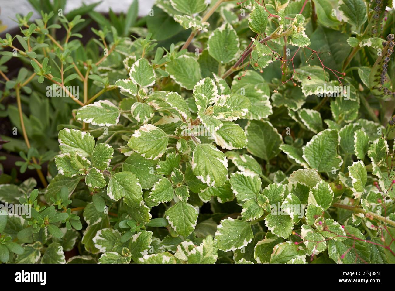 Plectranthus coleoides foglie variegate Foto Stock
