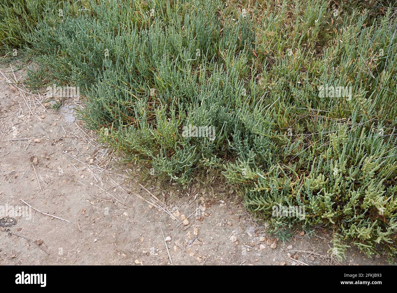 Salicornia frutticosa piante in una palude salata Foto Stock