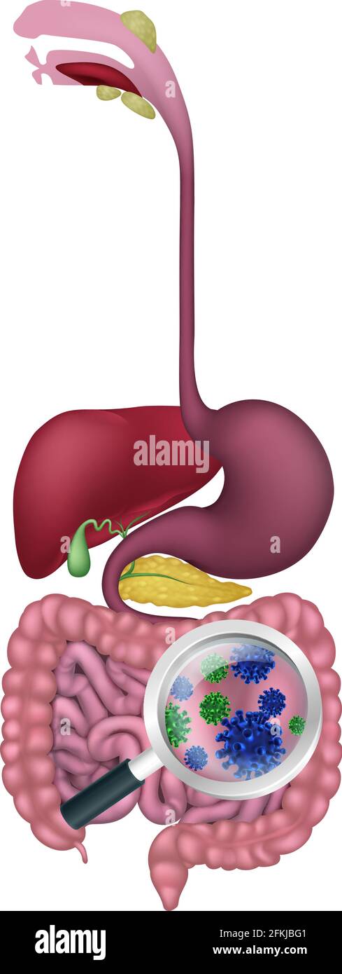 Batteri intestinali intestino digestivo probiotico Flora Illustrazione Vettoriale