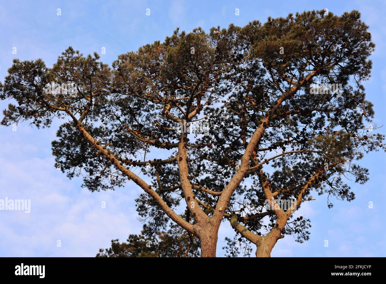 Pino scozzese, Regno Unito. Foto Stock