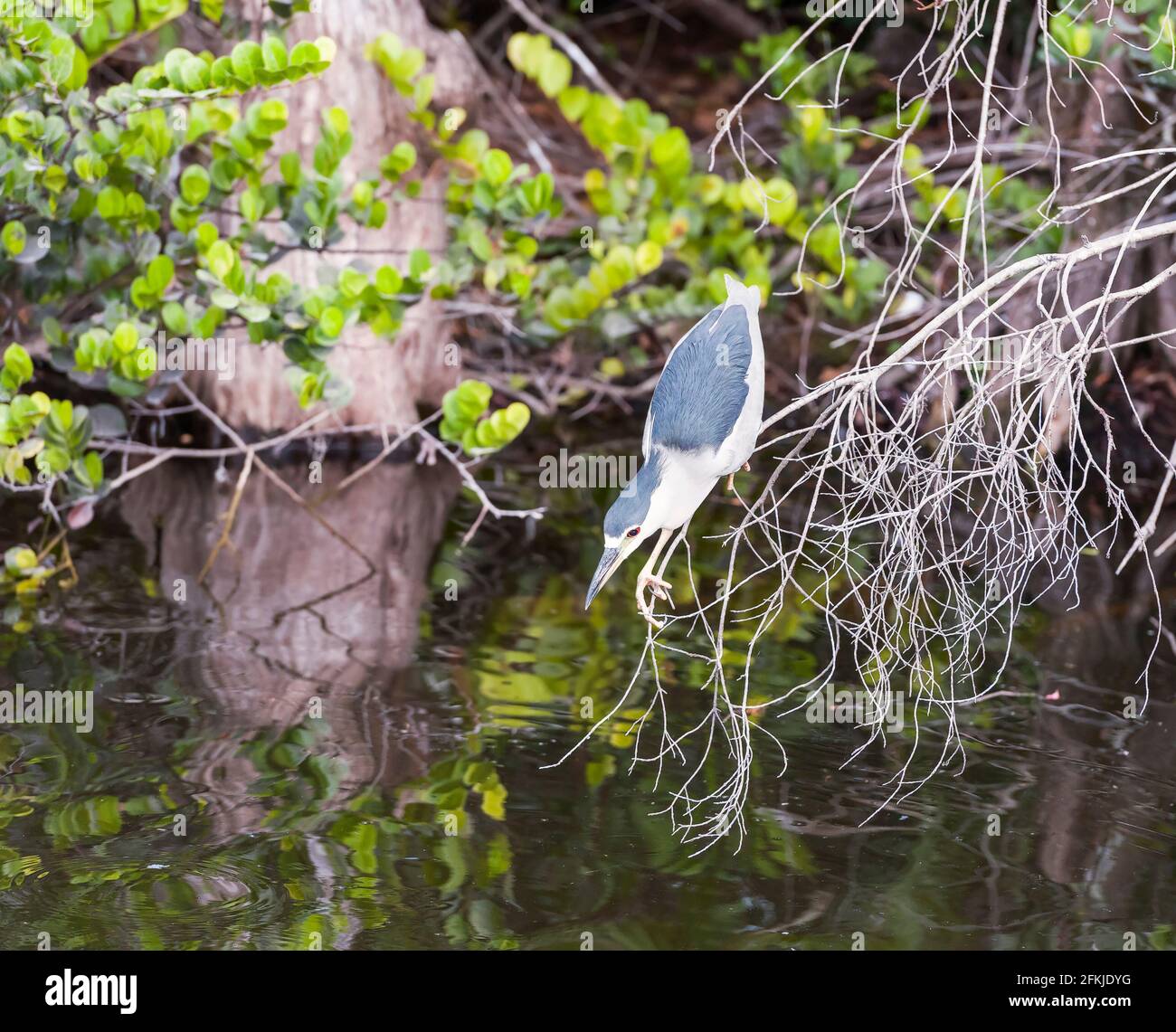 Caccia all'airone notturno incoronato di nero in Big Cypress National Preserve.Florida.USA Foto Stock