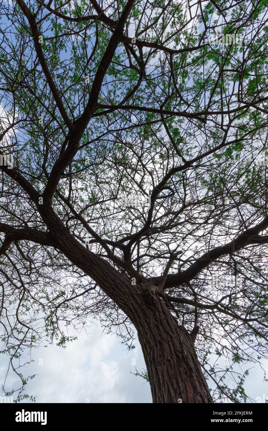 Una silhouette astratta di un albero con rami e foglie contro il cielo sullo sfondo Foto Stock