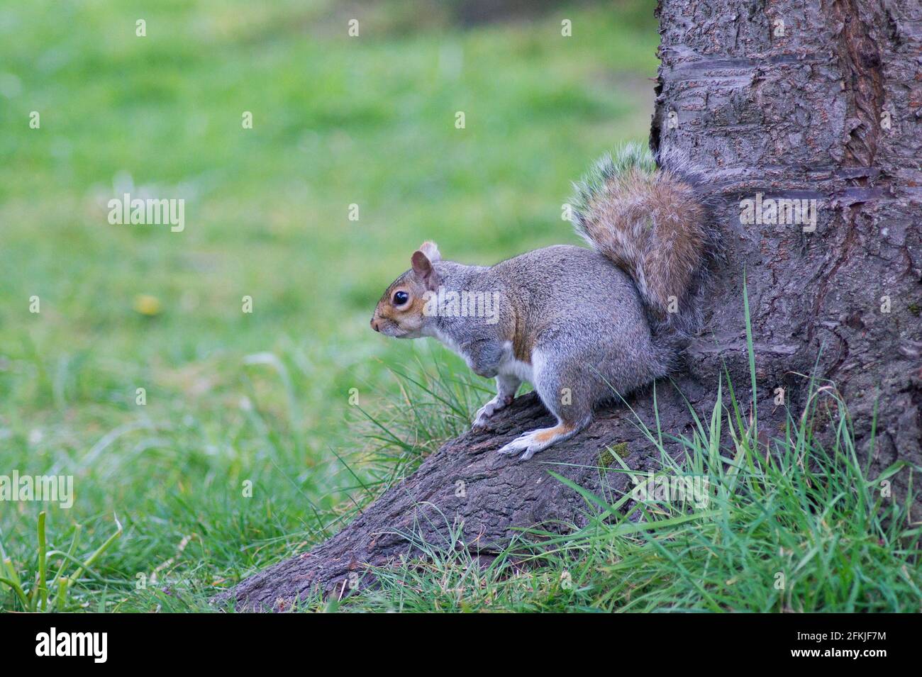Scoiattolo grigio Foto Stock