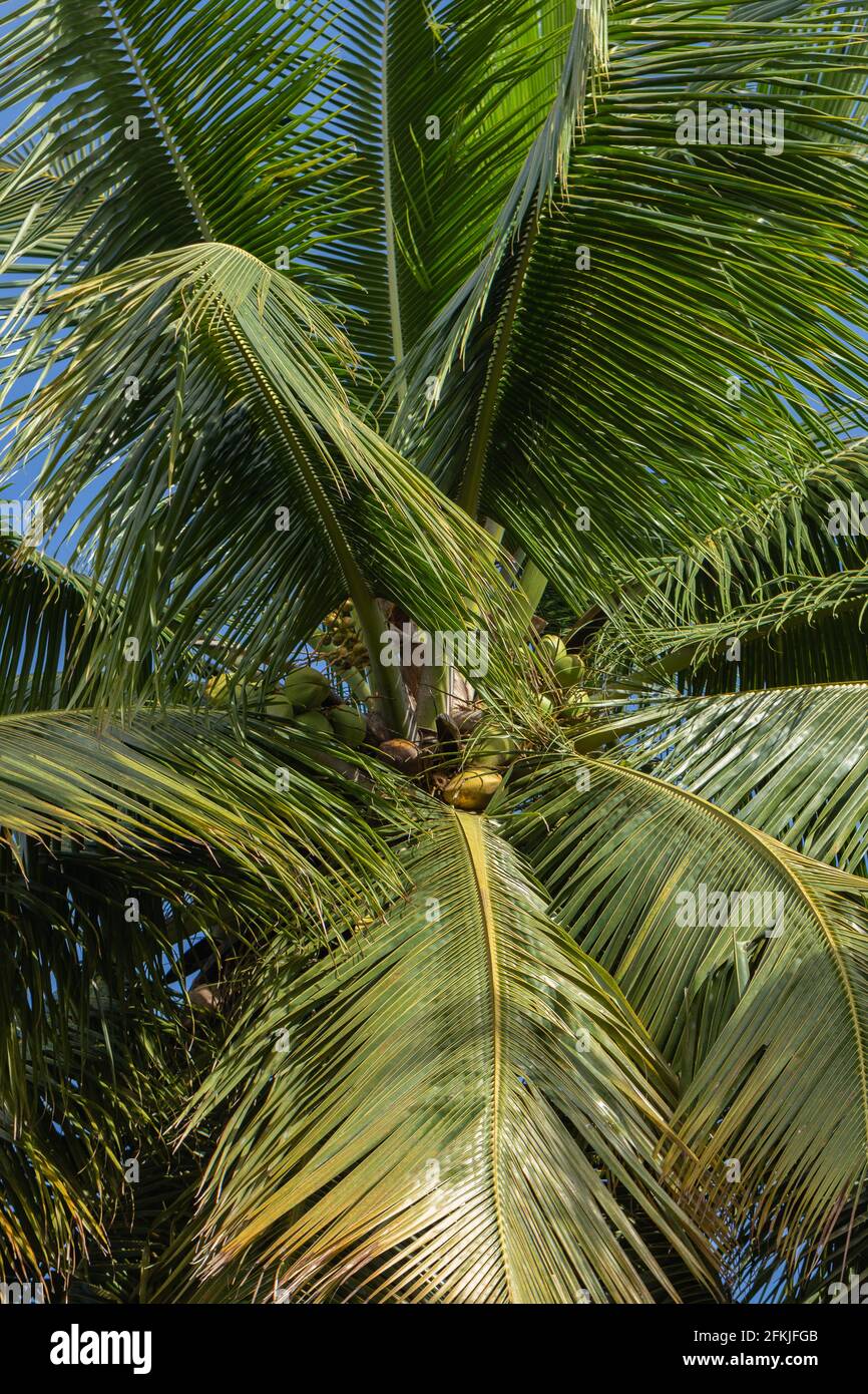 Noci di cocco fresche e rami appesi su un albero di cocco Foto Stock