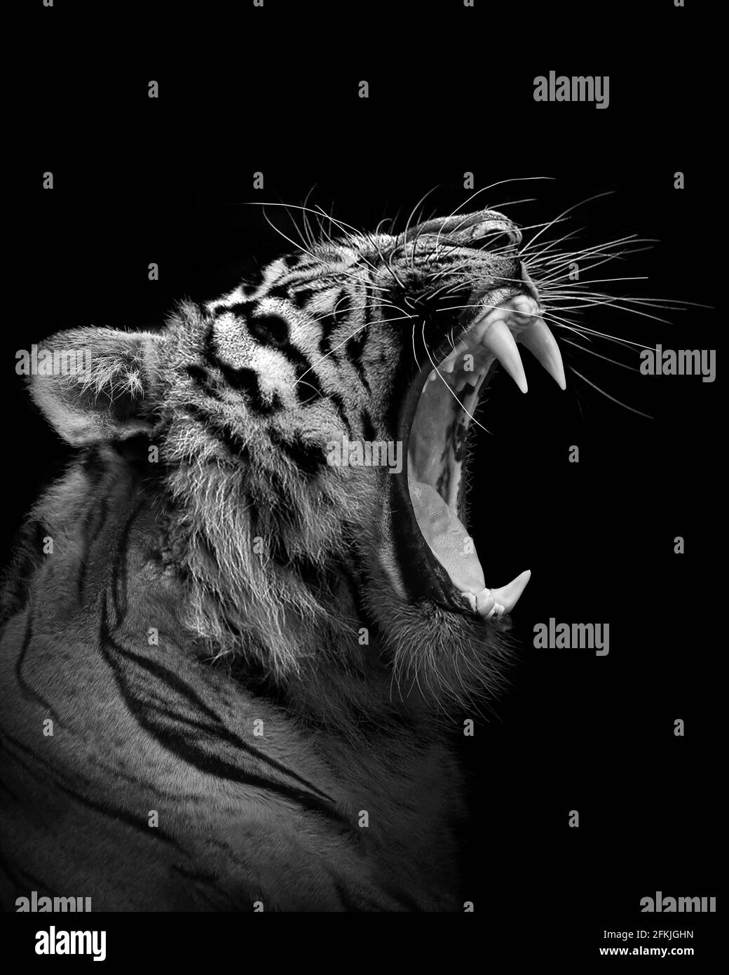 Tigre furiosa , animale isolato , cacciatore di fauna selvatica Foto Stock