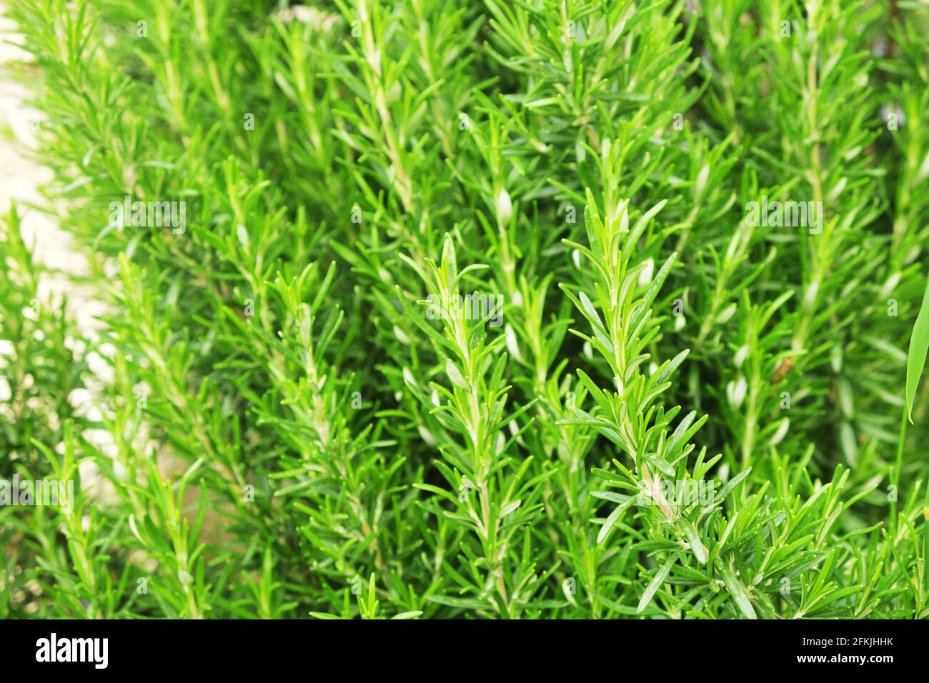 Primo piano di cespuglio verde di erbe di rosmarino in giardino di azienda agricola di prodotti locali. Sano nutritivo cibo vegetariano vegano fresco non tagliato verdure crude utilizzati per i condimenti Foto Stock