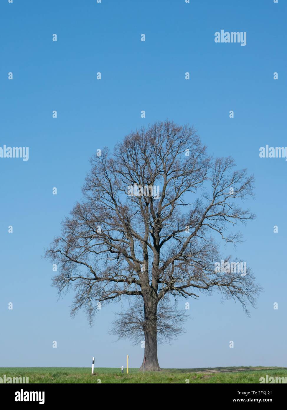 La quercia solitaria si erge su sfondo blu in inverno Foto Stock