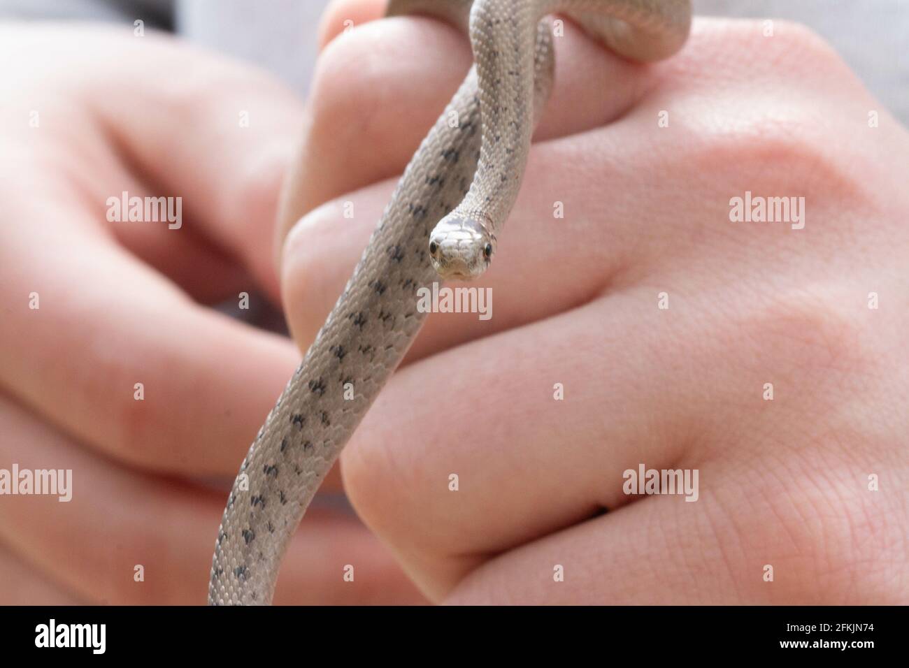 Uno shot di messa a fuoco selettiva di una persona che tiene un neonato Serpente marrone del bambino conosciuto come Storeria dekayi Foto Stock