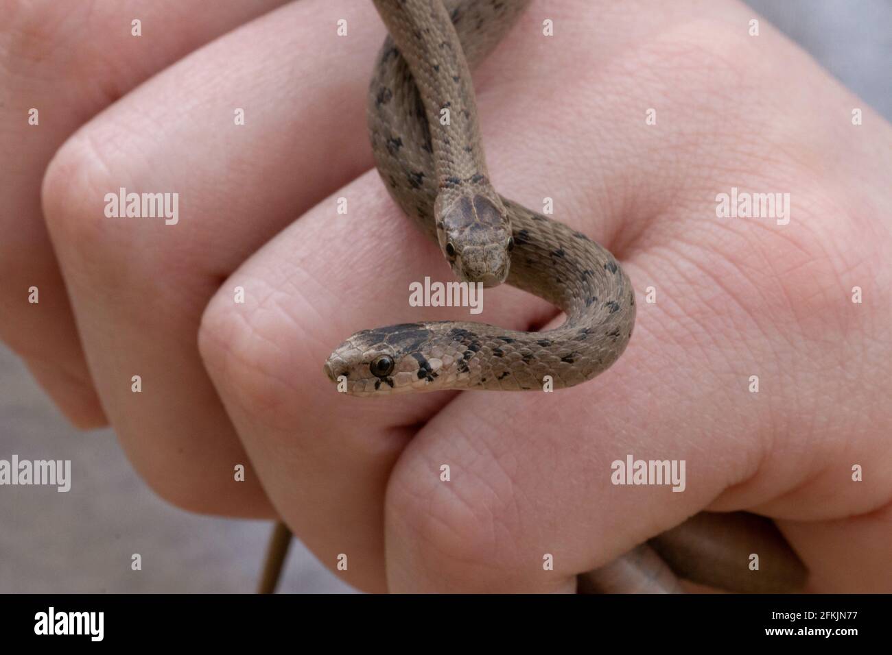 Uno shot di messa a fuoco selettiva di una persona che tiene due neonati Serpenti bruni del bambino conosciuti come Storeria dekayi Foto Stock