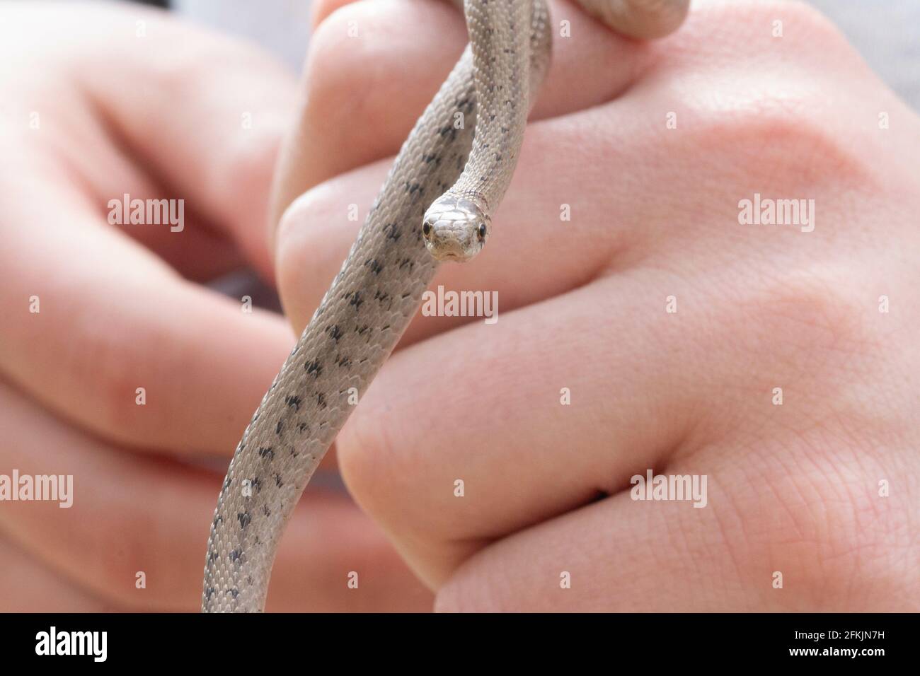 Uno shot di messa a fuoco selettiva di una persona che tiene un neonato Serpente marrone del bambino conosciuto come Storeria dekayi Foto Stock