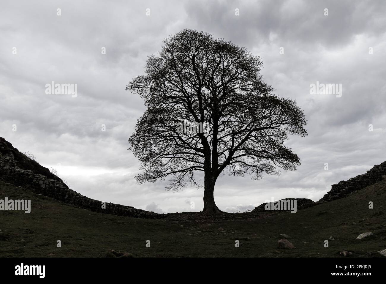 Sycamore Gap, Hadrian's Wall, Northumberland, Regno Unito Foto Stock