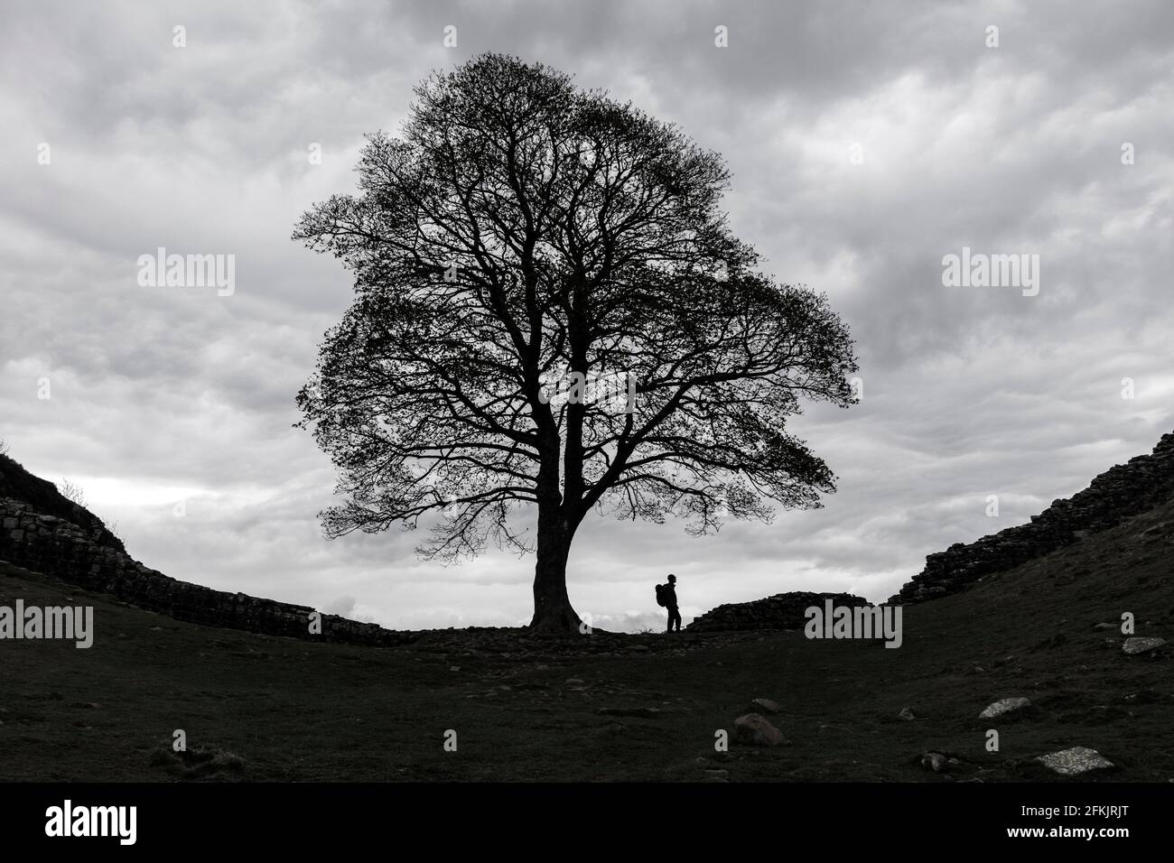 Walker ha fatto la sua silhouette sotto il Sycamore Tree in Sycamore Gap, il Muro di Adriano, Northumberland, Regno Unito Foto Stock