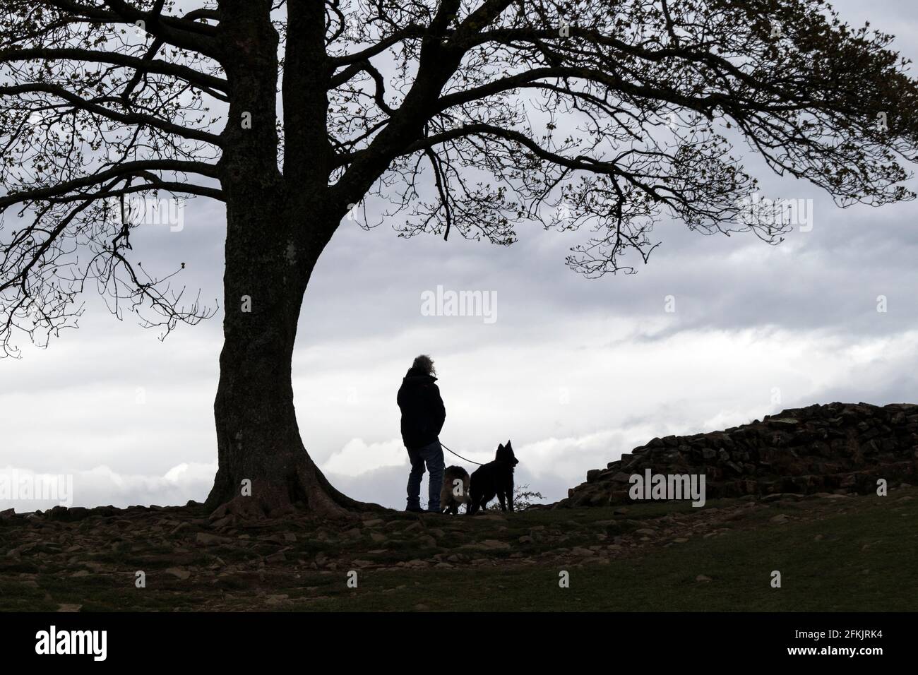 Dog Walker ha fatto la sua silhouette sotto il Sycamore Tree in Sycamore Gap, il Muro di Adriano, Northumberland, Regno Unito Foto Stock