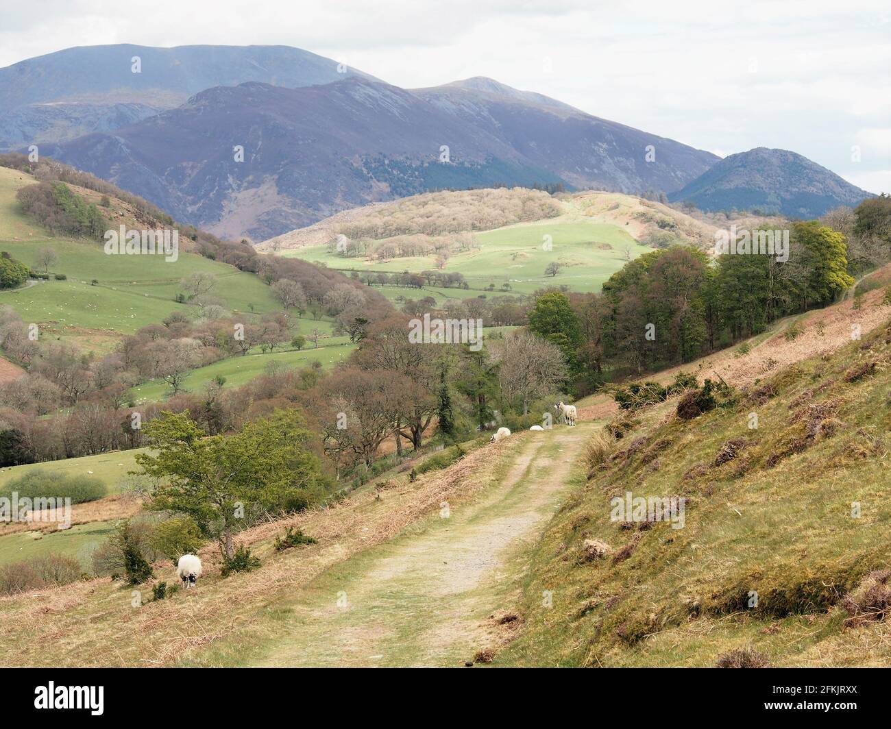 La valle del Wythop con la catena Skiddaw oltre, Ling Fell, Lake District National Park, Cumbria, Inghilterra, Regno Unito Foto Stock