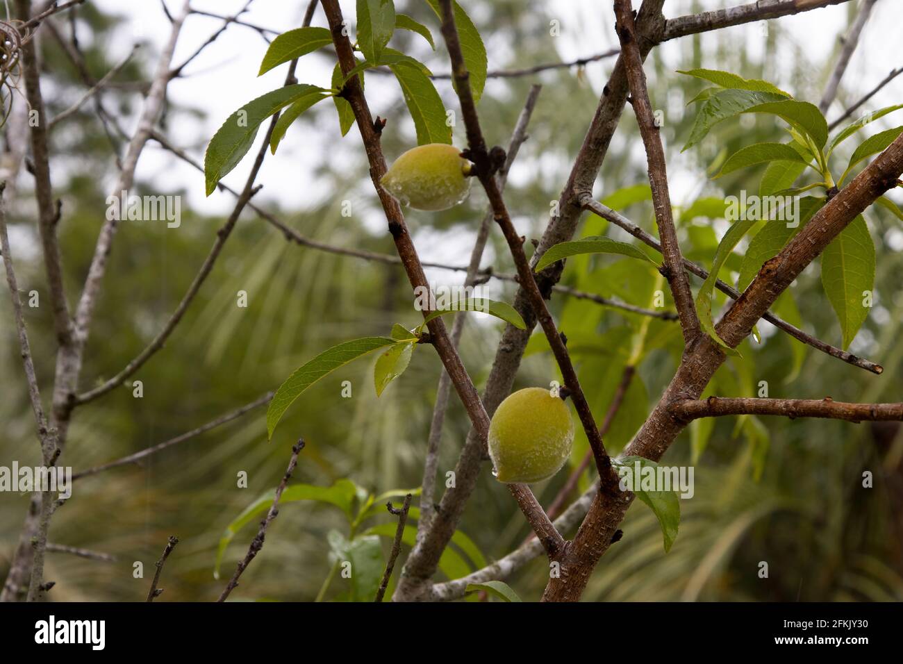 Pesche giovani che crescono su un albero in leggera pioggia mattutina. Foto Stock