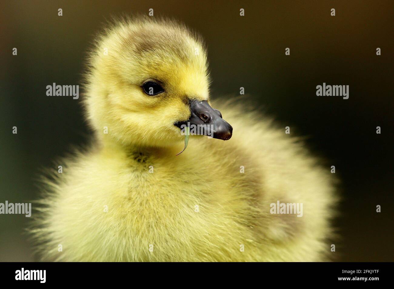 Holmfirth, Yorkshire, Regno Unito, 02 maggio 2021. UN nuovo gosling nato (Canada Goose) uccide nel fine settimana di festa della banca vicino a Holmfirth, Yorkshire. RASQ Photography/Alamy Live News Foto Stock