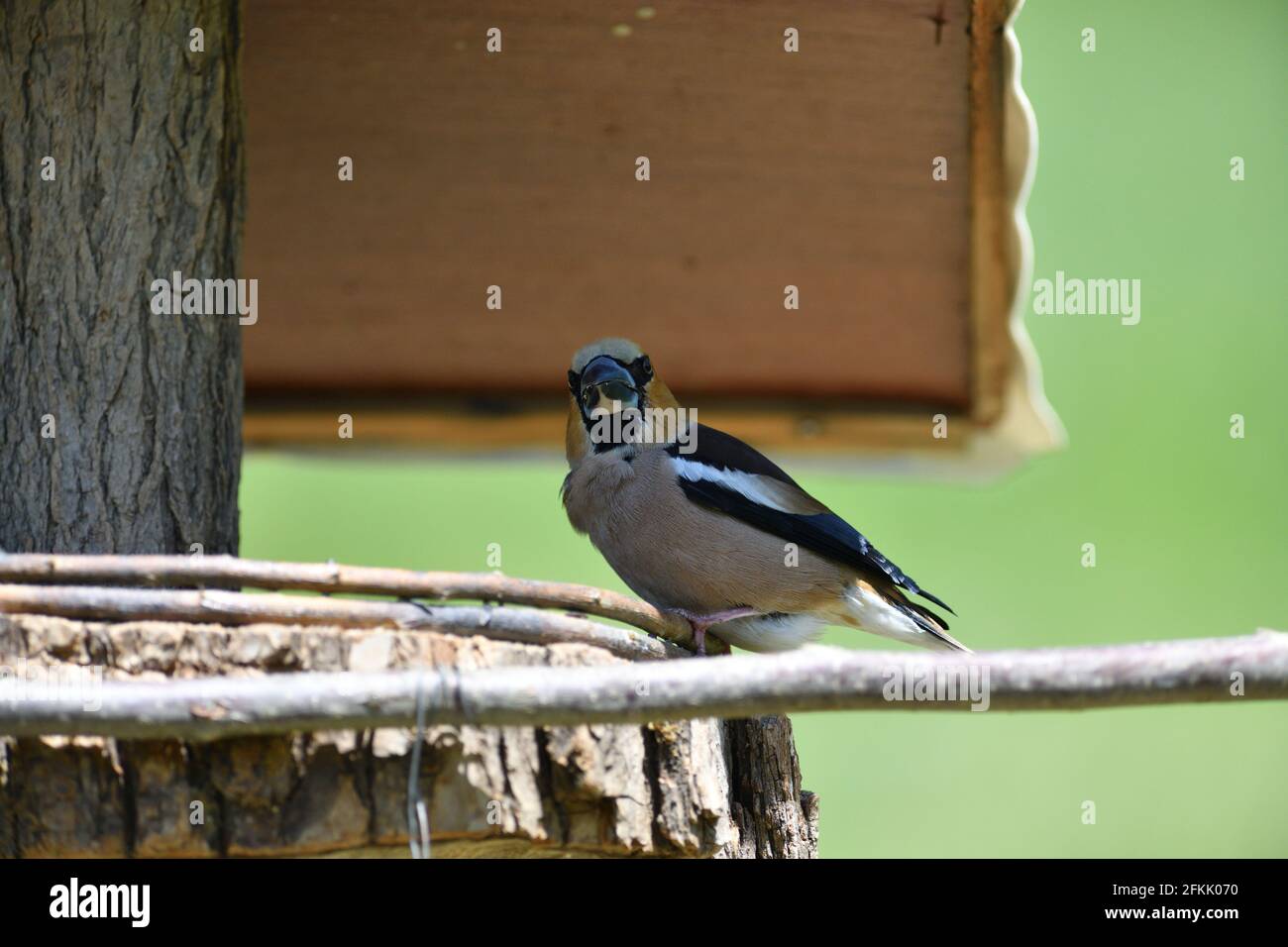 Hawfinch seduto sulla rastrelliera con girasole nel suo becco Foto Stock
