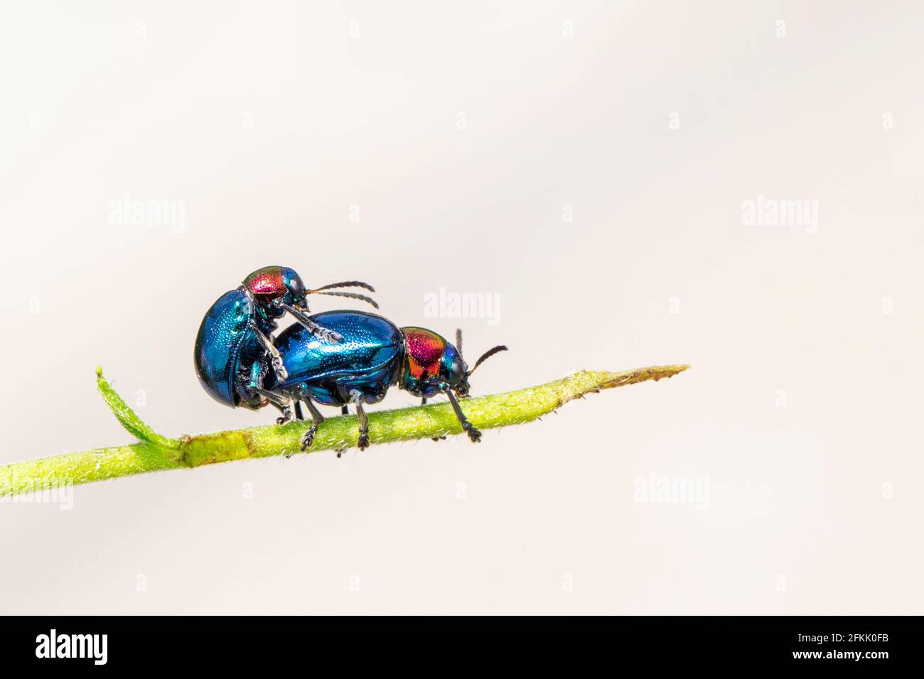 Immagine di un coleottero blu con ali blu e una coppia di testa rossa fanno l'amore su uno sfondo naturale. Insetto. Animale. Foto Stock