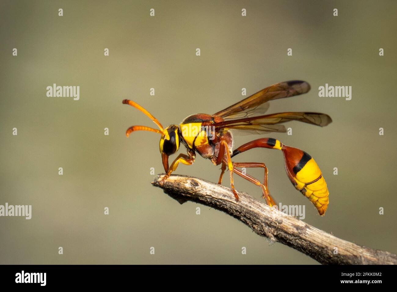 Immagine di fango-vespe nero sul ramo asciutto su sfondo naturale. Insetto.  Animale Foto stock - Alamy