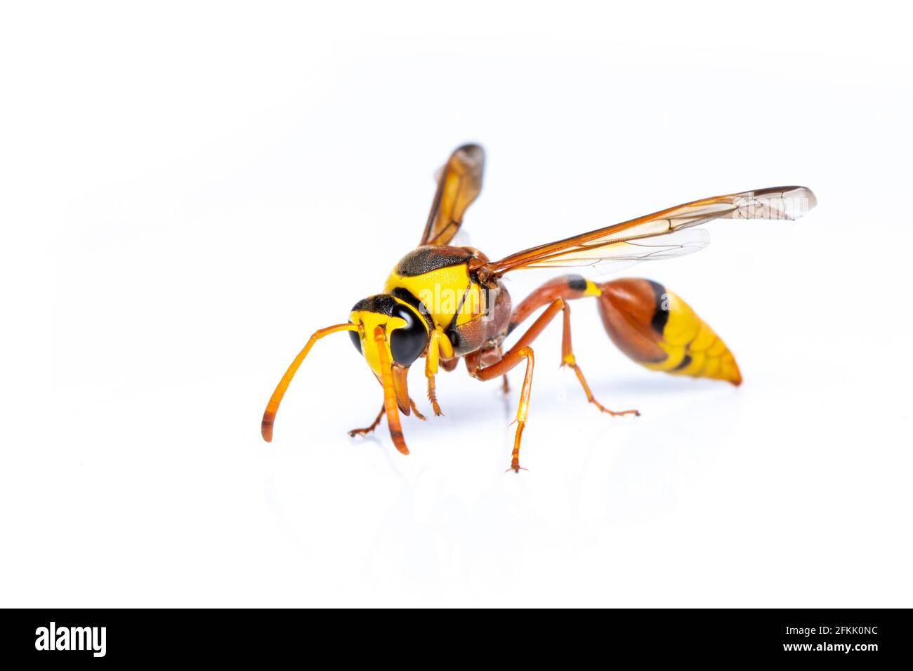 Immagine di fango nero-vespe isolato su sfondo bianco. Animale. Insetto. Foto Stock
