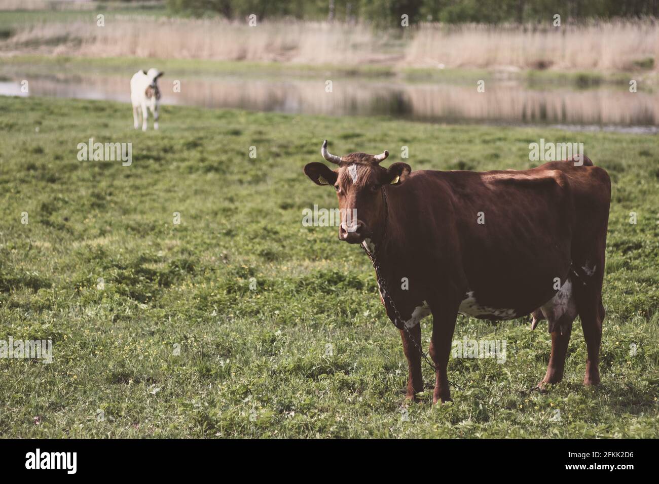 Mucca su prato verde in campagna. Pascolo per bestiame bovino. Mucca nel villaggio in aria fresca. Vacche bianche e nere. Le mucche pascolano su un prato verde estivo. Foto Stock